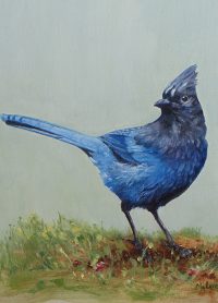 3 Steller's Jay